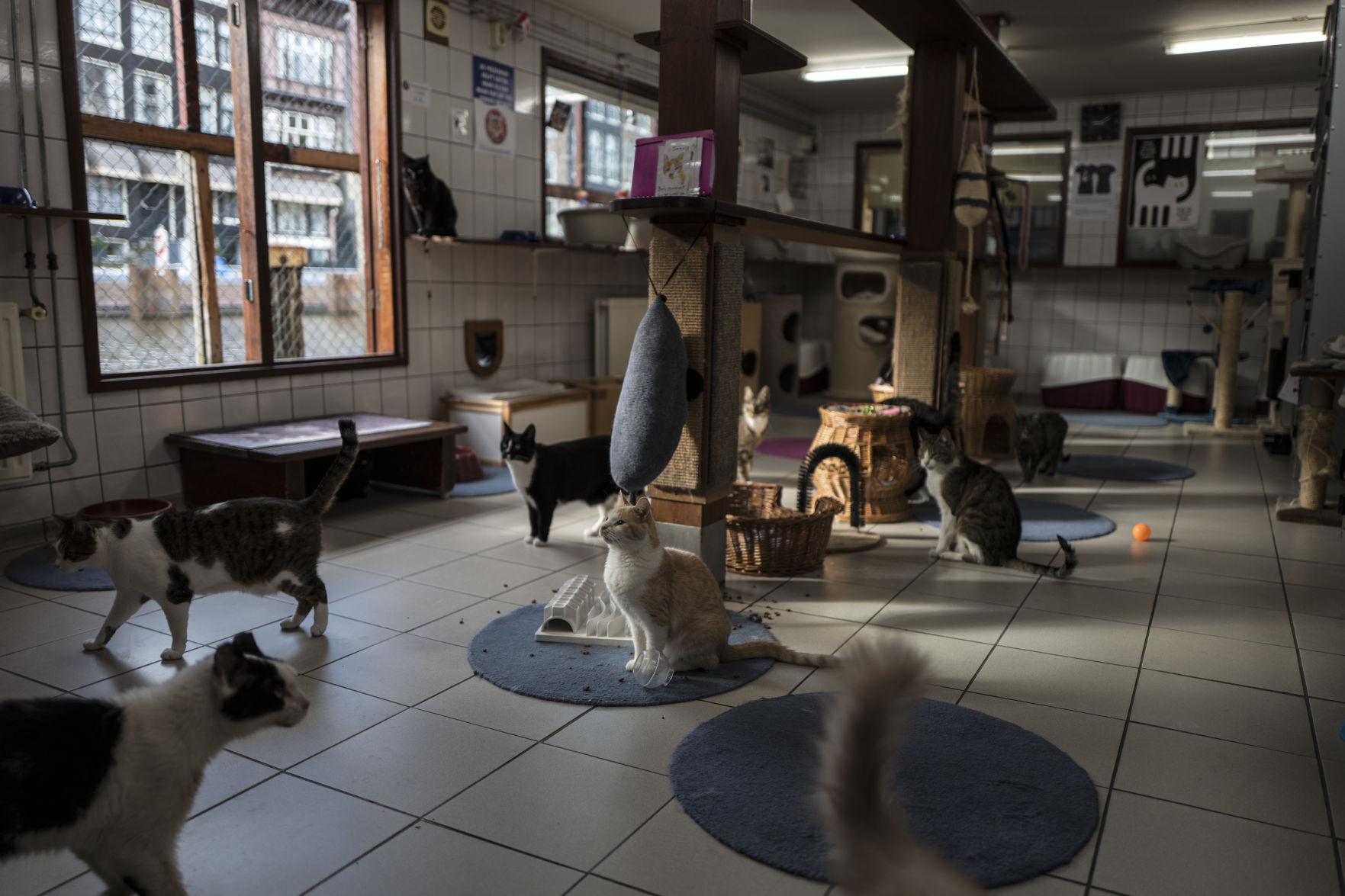 Netherlands Boat For Cats Photo Gallery
